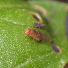 Drosophila melanogaster