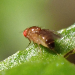Drosophila melanogaster