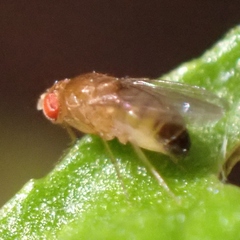 Drosophila melanogaster