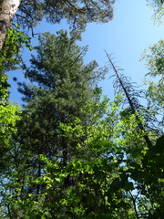 Pinus sibirica