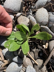 Dimorphotheca fruticosa