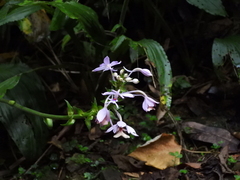 Calanthe dominyi