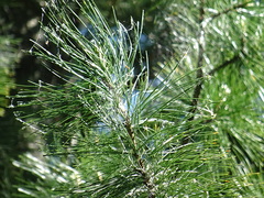 Pinus sibirica