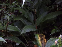 Calanthe dominyi