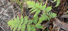Calochlaena dubia