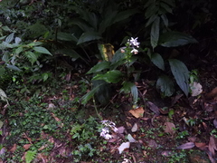 Calanthe dominyi