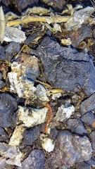 Lithobiomorpha