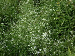 Galium rivale