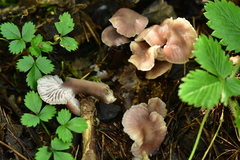 Mycena rosea