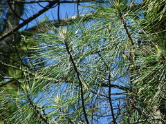 Pinus sibirica