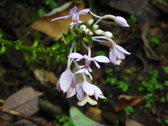 Calanthe dominyi