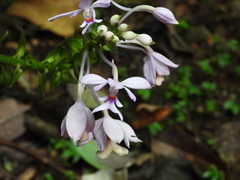 Calanthe dominyi