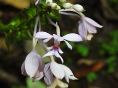 Calanthe dominyi