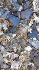 Lithobiomorpha