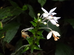 Calanthe dominyi