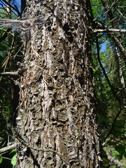 Pinus sibirica