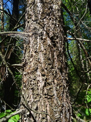 Pinus sibirica