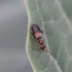 Anthicidae