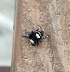 Thorelliola ensifera