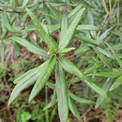 Pittosporum bicolor