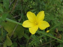 Linum flavum