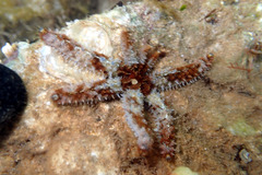 Coscinasterias muricata