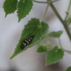 Acmaeodera alicia