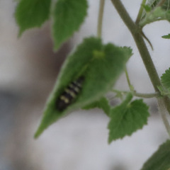 Acmaeodera alicia