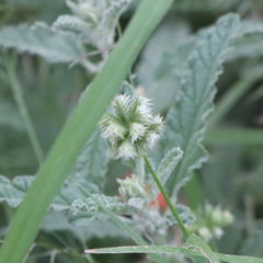 Dactyloctenium radulans