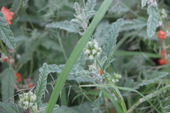 Dactyloctenium radulans