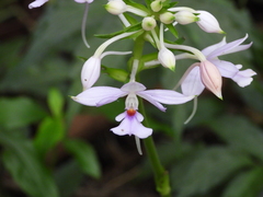Calanthe dominyi