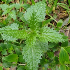 Urtica incisa