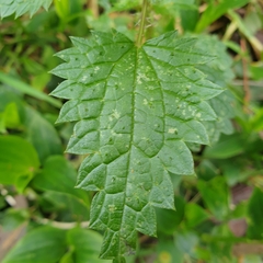 Urtica incisa