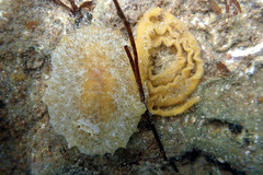 Sclerodoris