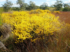 Acacia triptera