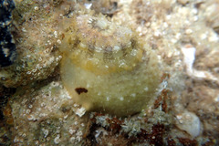 Amblychilepas nigrita