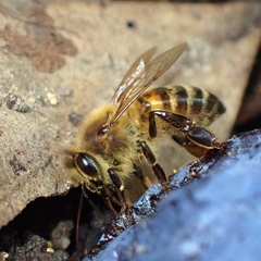 Apis mellifera