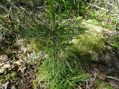 Pinus sibirica
