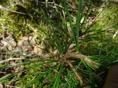 Pinus sibirica