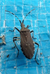 Dicranocephalus agilis