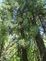 Pinus sibirica