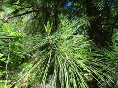 Pinus sibirica