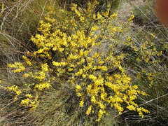 Acacia triptera