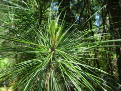 Pinus sibirica