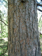 Pinus sibirica