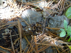 Pinus sibirica