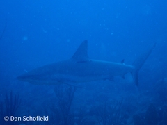 Carcharhinus perezii