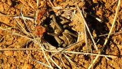 Lycosidae
