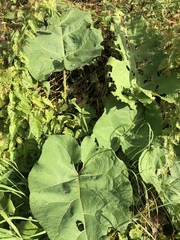 Arctium lappa