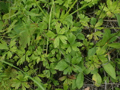 Anemonoides sylvestris